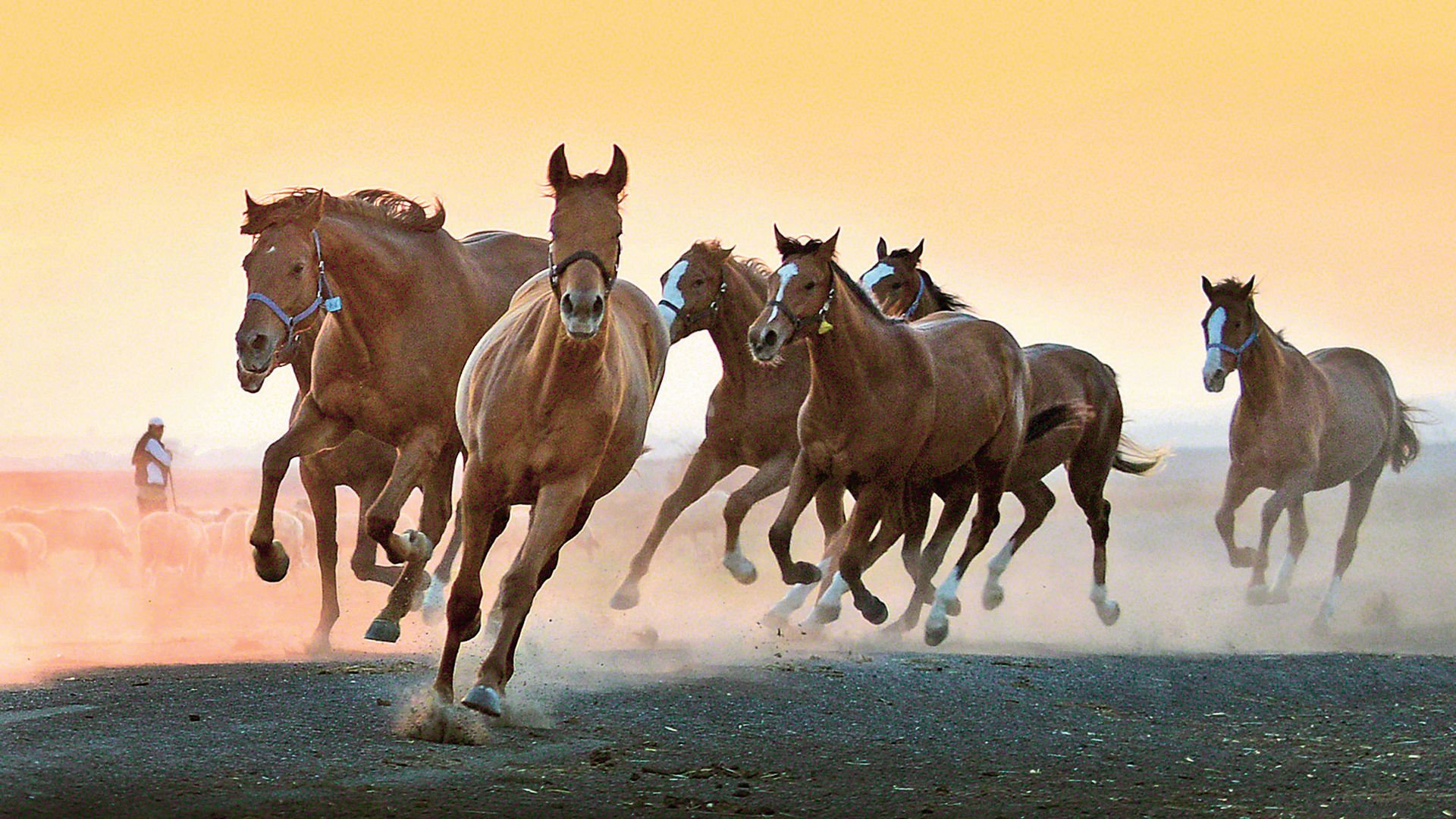 MAVERADAN MACERAYA-Atını Seven Mayısına Katlanır
